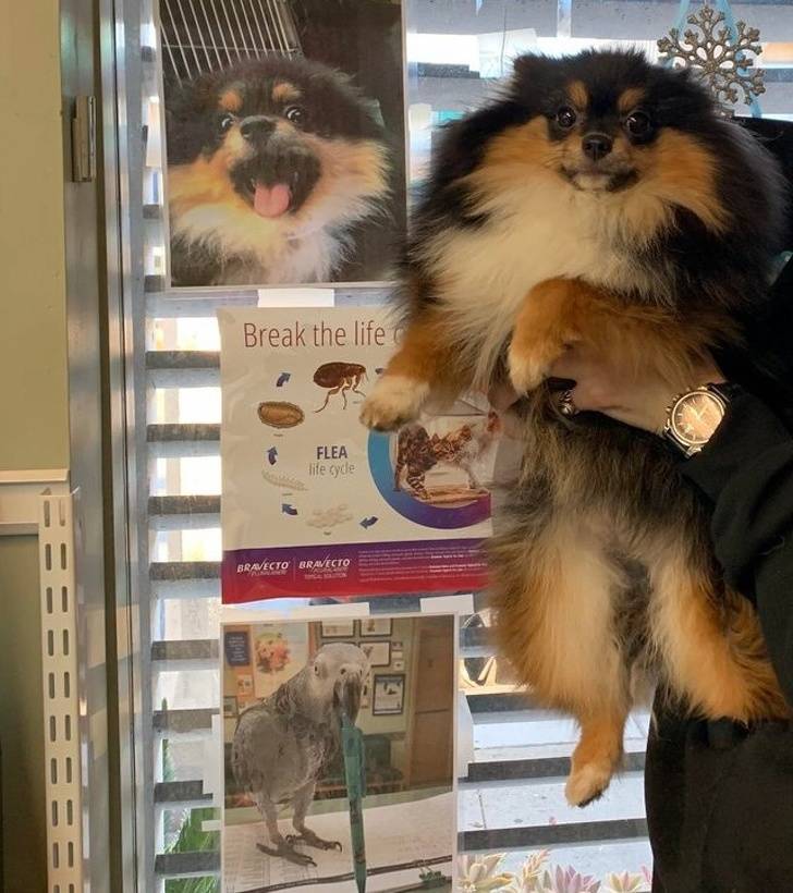 Pets Will Make Sure You Are Never Bored