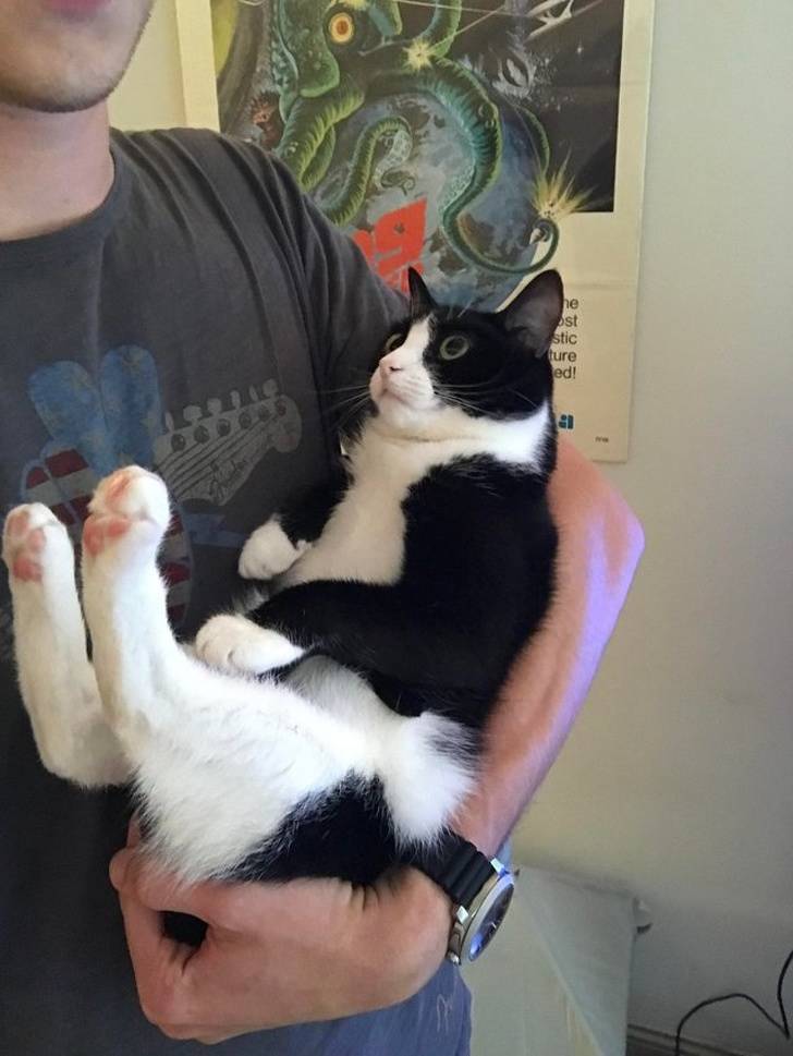 Pets Will Make Sure You Are Never Bored