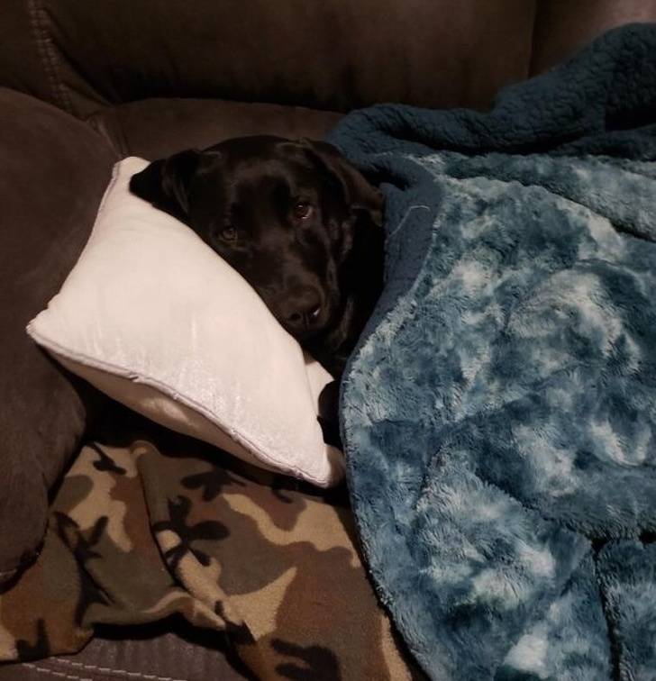 Pets Will Make Sure You Are Never Bored