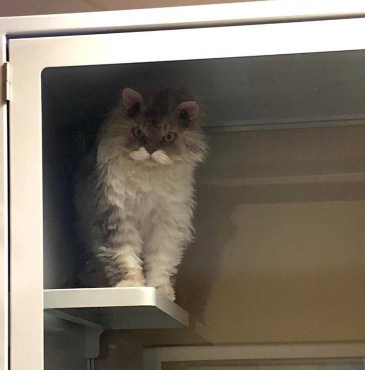 Pets Will Make Sure You Are Never Bored