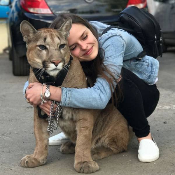 They Just Casually Adopted A Puma From A Russian Zoo