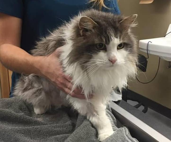 Vets Were This Frozen Cat’s Last Hope