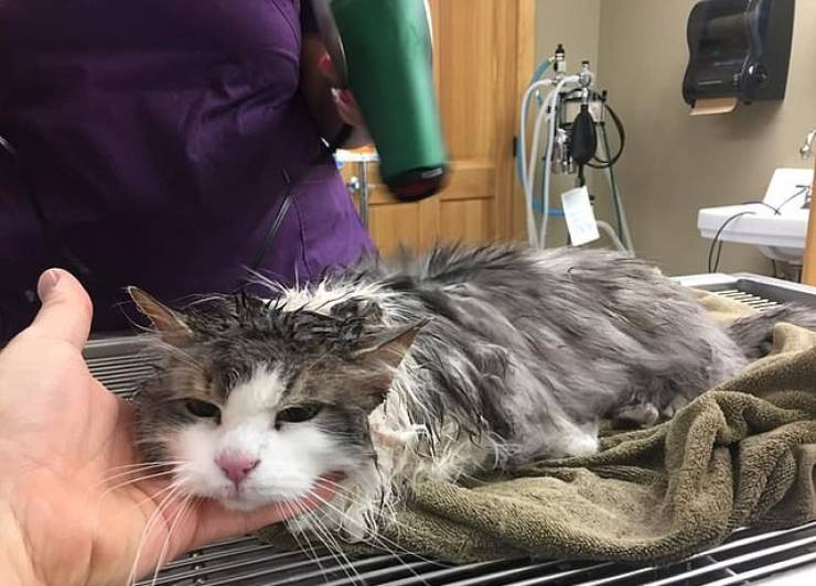 Vets Were This Frozen Cat’s Last Hope