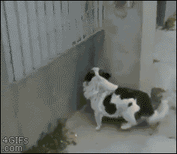Dogs Are The Inventors Of Parkour