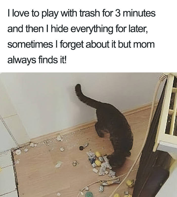 Cats’ Crimes Must Be Known!