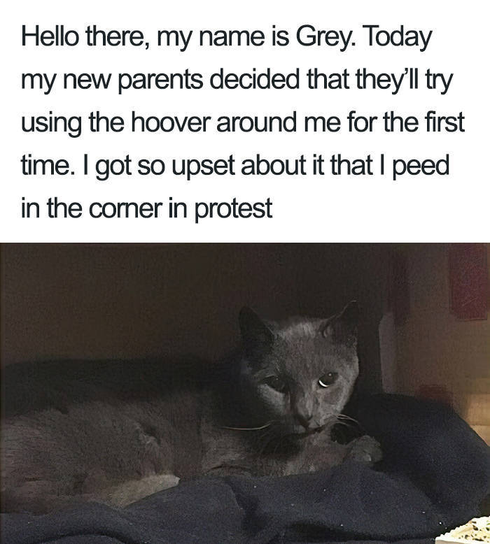 Cats’ Crimes Must Be Known!