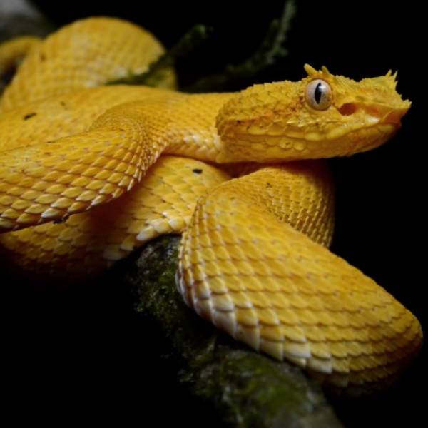 These Are The World’s Deadliest Snakes (25 pics) - Izismile.com