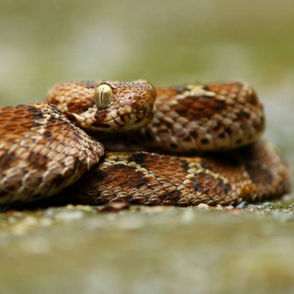 These Are The World’s Deadliest Snakes