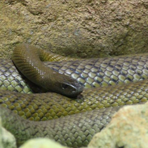 These Are The World’s Deadliest Snakes