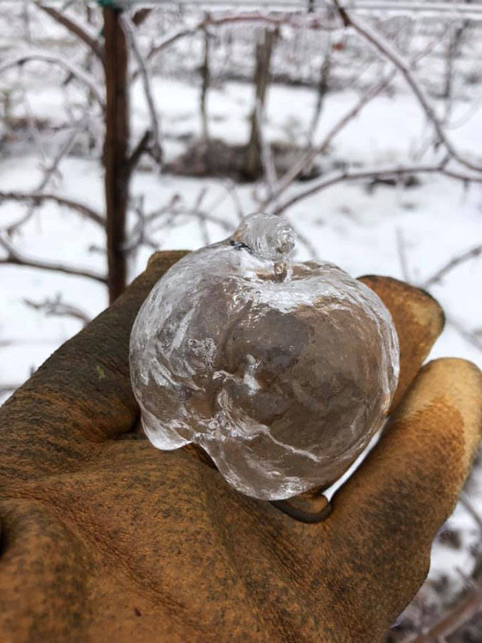 Farmer Finds “Ghost Apples”, A Present From The Polar Vortex
