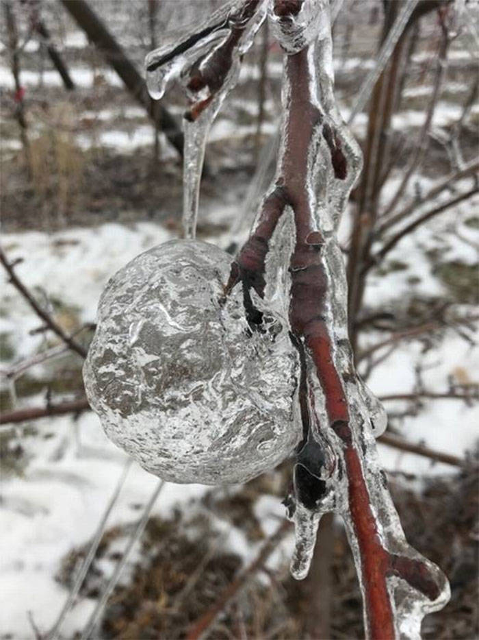 Farmer Finds “Ghost Apples”, A Present From The Polar Vortex