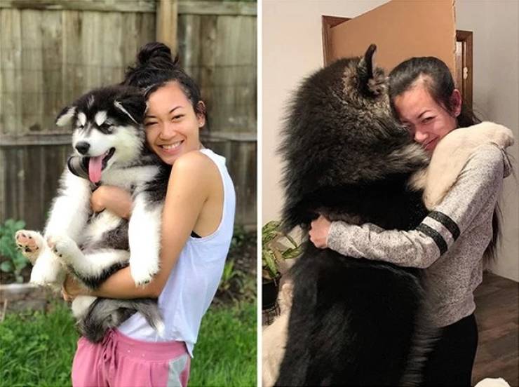 When Dogs Grow Big
