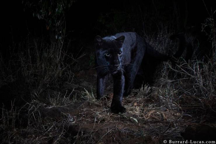 Wild Black Leopard Gets Photographed For The First Time Since 1909