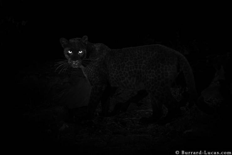 Wild Black Leopard Gets Photographed For The First Time Since 1909