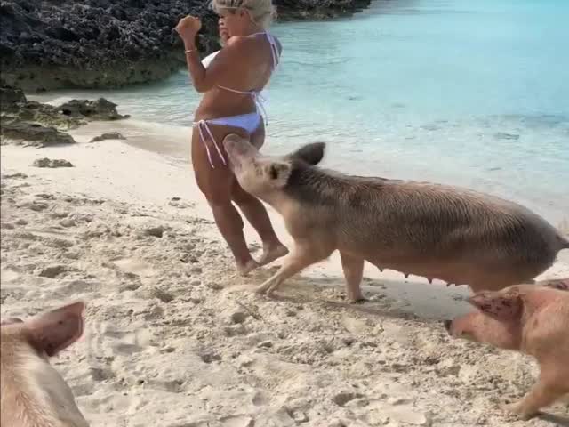 Pigs Love Instagram Models!