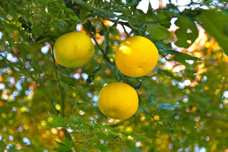 Asia Has All Kinds Of Strange Fruits You Haven’t Encountered Before