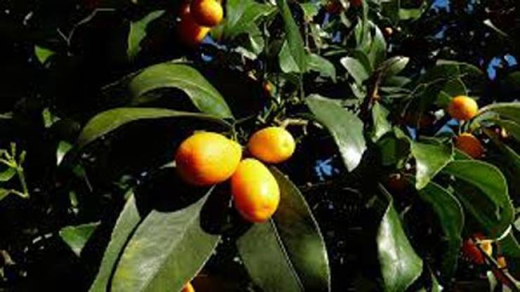 Asia Has All Kinds Of Strange Fruits You Haven’t Encountered Before