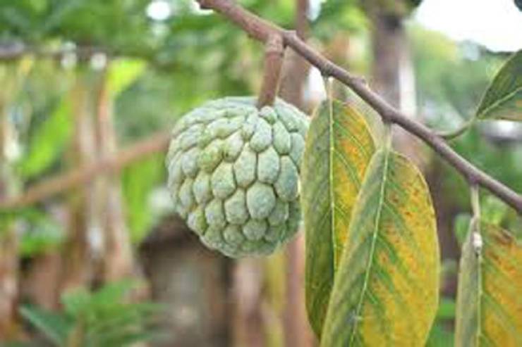 Asia Has All Kinds Of Strange Fruits You Haven’t Encountered Before