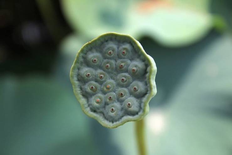 Asia Has All Kinds Of Strange Fruits You Haven’t Encountered Before