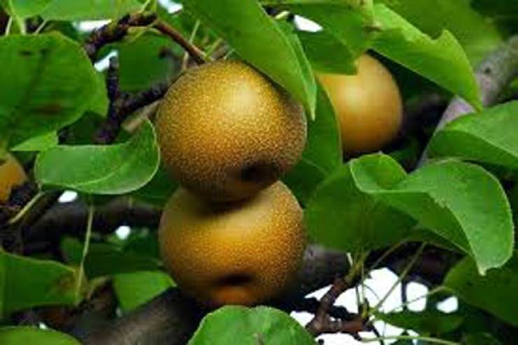 Asia Has All Kinds Of Strange Fruits You Haven’t Encountered Before