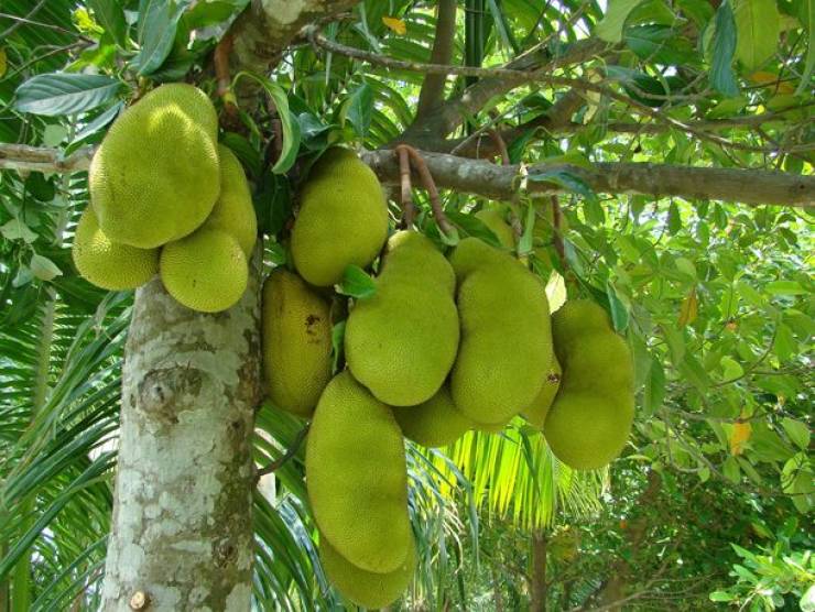 Asia Has All Kinds Of Strange Fruits You Haven’t Encountered Before