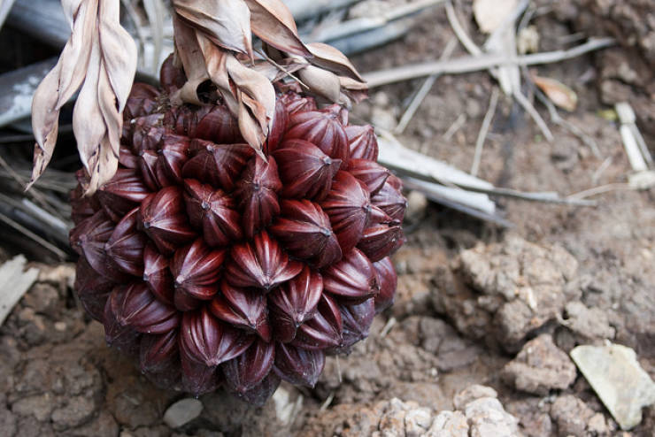 Asia Has All Kinds Of Strange Fruits You Haven’t Encountered Before