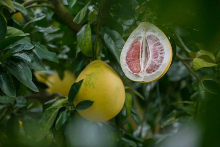Asia Has All Kinds Of Strange Fruits You Haven’t Encountered Before