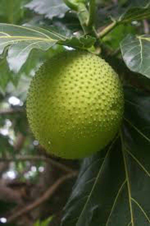 Asia Has All Kinds Of Strange Fruits You Haven’t Encountered Before