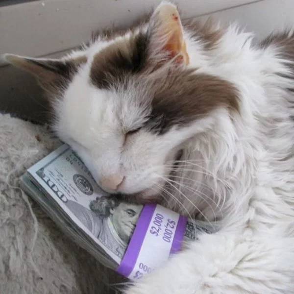 Cats Know What To Do With Your Money