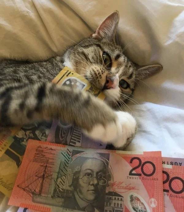 Cats Know What To Do With Your Money