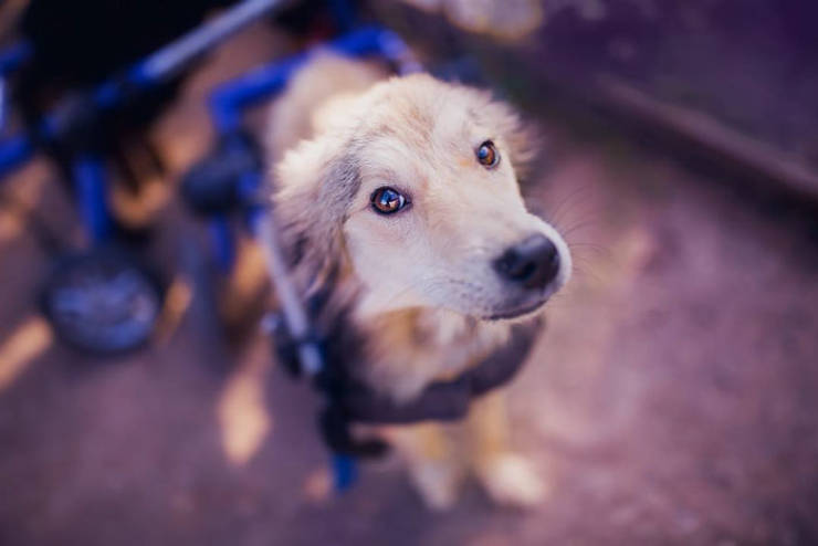 From A Top Photographer Job To A Shelter With 100 Sick Dogs