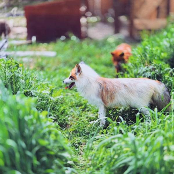 From A Top Photographer Job To A Shelter With 100 Sick Dogs