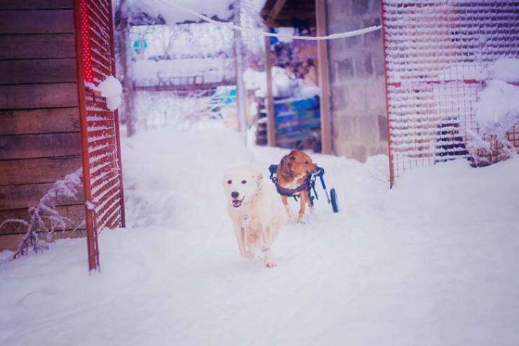 From A Top Photographer Job To A Shelter With 100 Sick Dogs