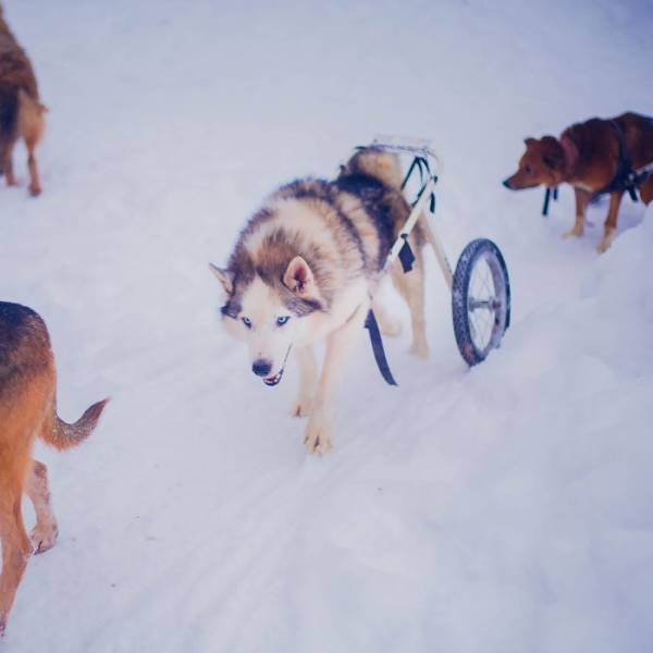 From A Top Photographer Job To A Shelter With 100 Sick Dogs