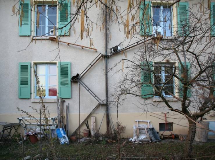 The Phenomenon Of Cat Ladders In Switzerland