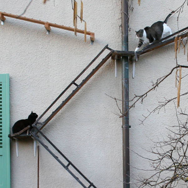 The Phenomenon Of Cat Ladders In Switzerland