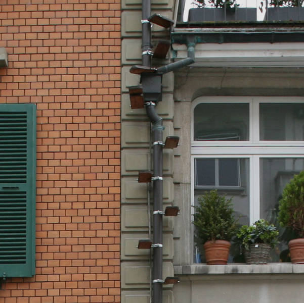 The Phenomenon Of Cat Ladders In Switzerland