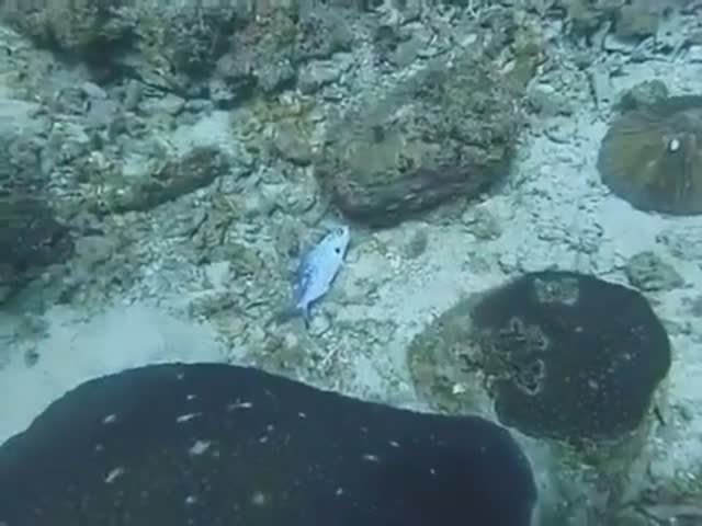 Never Throw Plastic Bags In The Ocean…