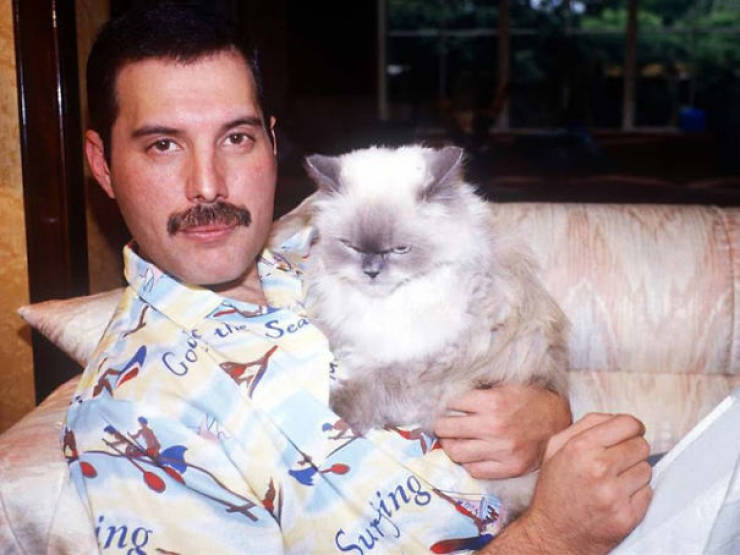 Freddie Mercury egy ÅrÃ¼lt macska srÃ¡c volt!