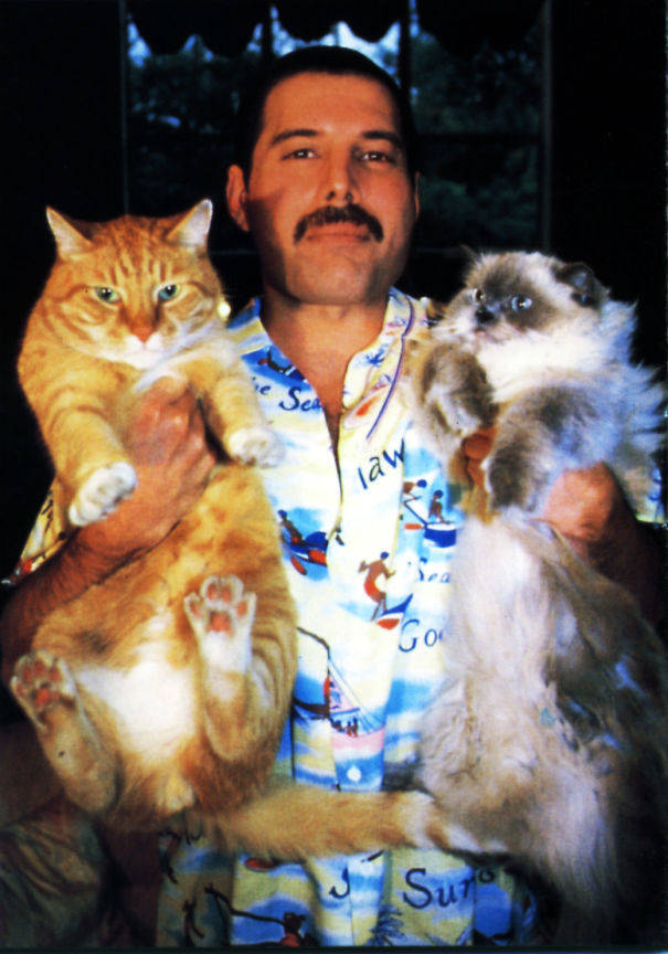 Freddie Mercury Was A Crazy Cat Guy!