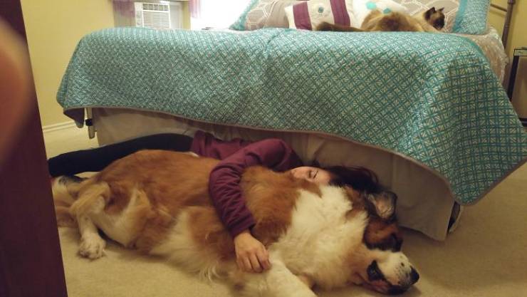 Furry Host Is Exactly What You Want To See In Your Airbnb Apartment