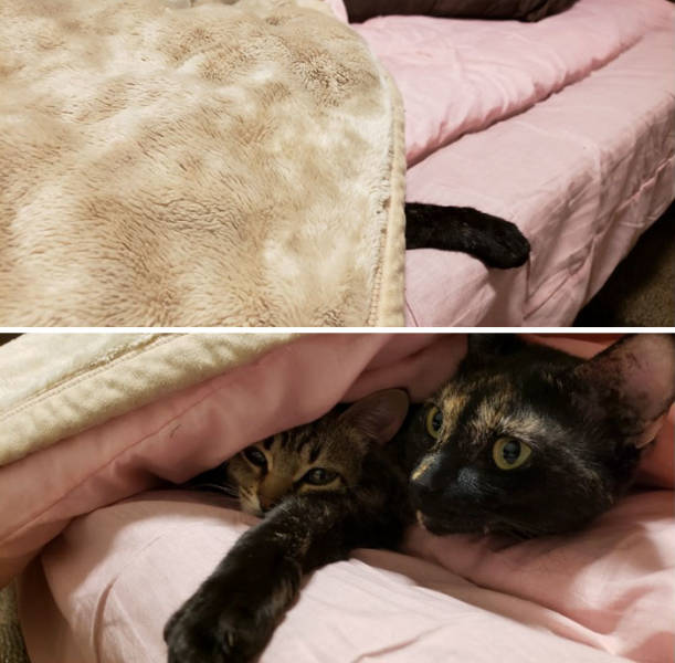 Furry Host Is Exactly What You Want To See In Your Airbnb Apartment