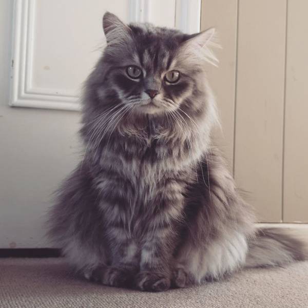 Furry Host Is Exactly What You Want To See In Your Airbnb Apartment