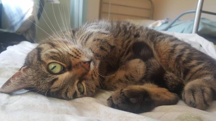 Furry Host Is Exactly What You Want To See In Your Airbnb Apartment