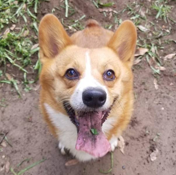 Furry Host Is Exactly What You Want To See In Your Airbnb Apartment