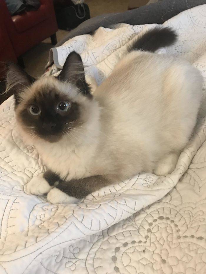 Furry Host Is Exactly What You Want To See In Your Airbnb Apartment