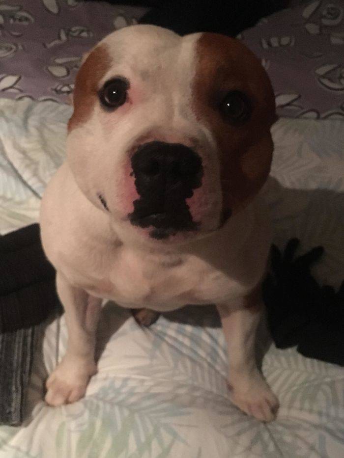 Furry Host Is Exactly What You Want To See In Your Airbnb Apartment