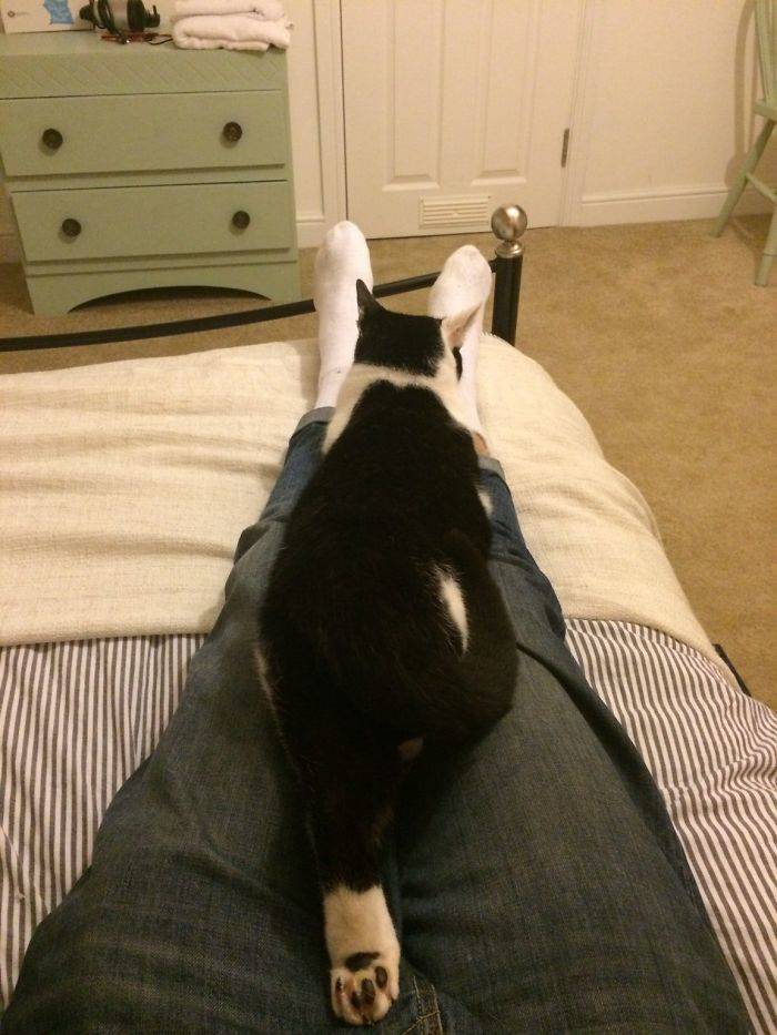 Furry Host Is Exactly What You Want To See In Your Airbnb Apartment