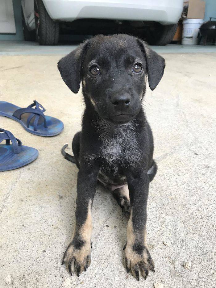 Furry Host Is Exactly What You Want To See In Your Airbnb Apartment
