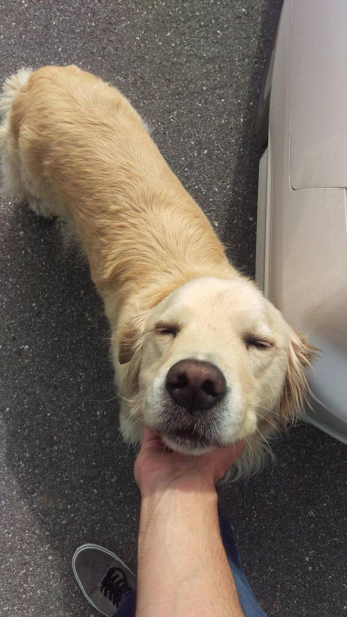 Furry Host Is Exactly What You Want To See In Your Airbnb Apartment